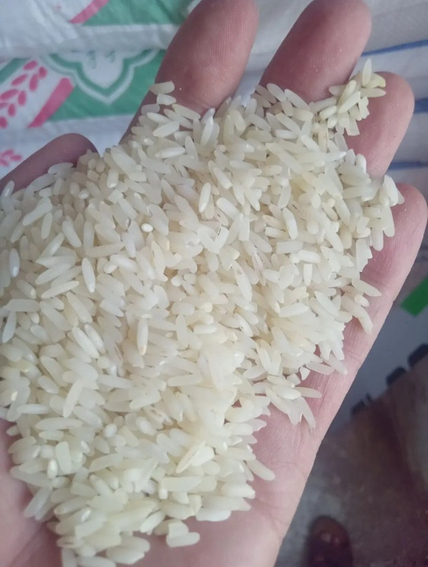 برنج کامفیروزی اعلا تازه برداشت10کیلوگرم خرید مستقیم از کشاورز | بازرگانی شالیزار تاج